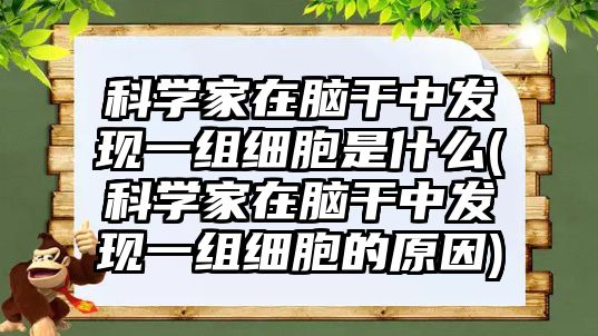 科學(xué)家在腦干中發(fā)現(xiàn)一組細(xì)胞是什么(科學(xué)家在腦干中發(fā)現(xiàn)一組細(xì)胞的原因)