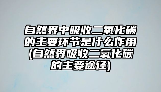 自然界中吸收二氧化碳的主要環(huán)節(jié)是什么作用(自然界吸收二氧化碳的主要途徑)